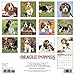 Just Beagle Puppies 2017 Wall Calendar (Dog Breed Calendars)