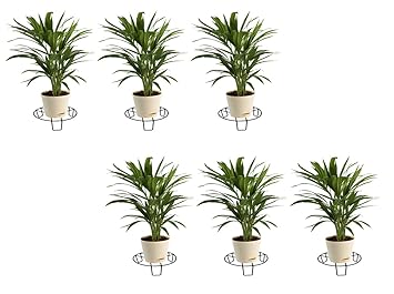 Shiyon Decorative Flower Stand, Black-Set of 6. (Height:- 10cm / Diameter:-26cm).