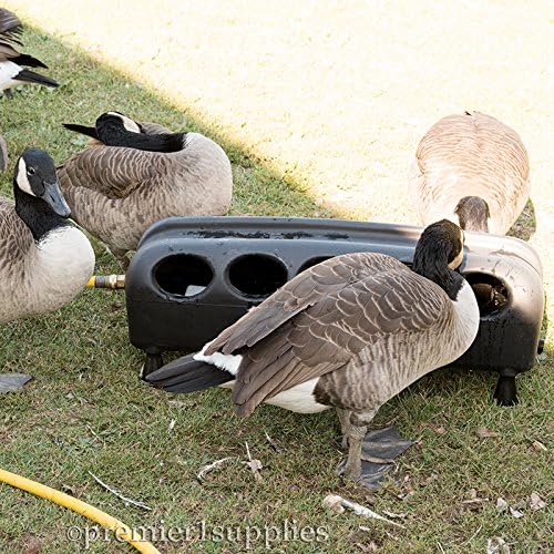 Amazon Com Premier Automatic Waterer For Chickens Ducks Geese