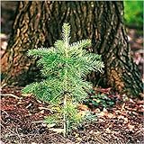 planting trees to absorb carbon is worthwhile but problematic