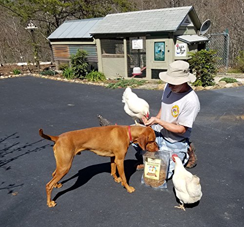 11 LBS Bulk Dried Mealworms for Wild Birds, Chichens, Duck etc