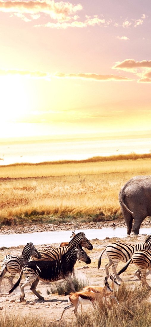 PeelitStickit Dessert Walking Scenary, Animal Wall Murals ID-232, vinyl