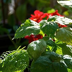 Aromatics International Premium Organic Patchouli