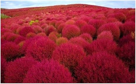 Kochia Scoparia Red Burning Bush Fireweed 100 Seeds Amazon Co Uk Garden Outdoors