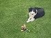 Plush Squeaky Puppy Dog Chew Toy for Tiny Small Chewers, Mallard 8