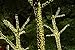 Esky Solar Fairy String Lights, OxyLED 55ft 100 LED Solar Led String Light, Outdoor Solar Powered Decoration Lights for Garden, Patio, Yard, Home, Wedding, Party, Christmas