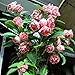 Double Camellia Impatiens Balsamina Flower Mix Color 100 Seeds