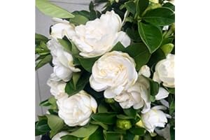 White Gardenia Cape Jasmine Seeds - 300 Fragrant Flower Seeds for Home Garden Planting & Landscape Beautification