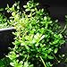 Mainam Moneywort Bacopa Monnieri Bundle Live Aquarium Plant for Freshwater Fish Tank Decoration 3 Days Live Guaranteed