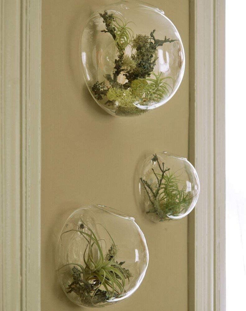 Set of 3 Wall Hanging Terrariums Indoor Plants Holders Wall Glass Vase for Flowers Wall Mounted Planters for Succulents Air Plants Wall Decoration for Sunroom Living Room: Garden & Outdoor
