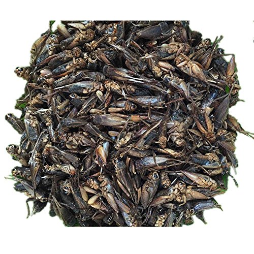 Hatortempt 5lbs Dried Cricket for Chicken,Wild Bird,Fish,Reptiles