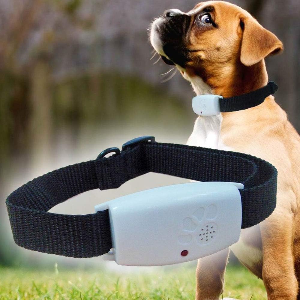 dog collar anti flea