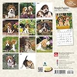 Image de Beagle Puppies 2016 Mini 7x7 (Multilingual Edition)