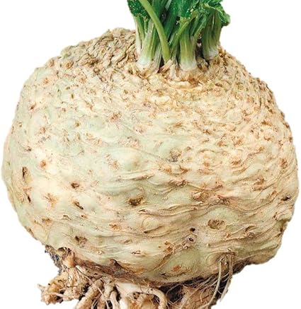 Amazon 巨大セロリアーク 根セロリ 種 60粒 野菜