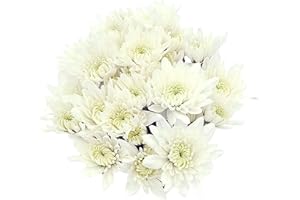 Rumhora Greens | (White) Pompon Cushion Fresh Cut Flowers | Bunch of Flowers, 20 Stems Each | Farm Fresh Blooms