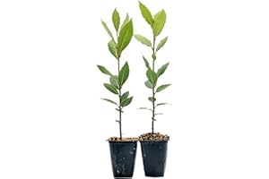 CITRONELLAKING 2 Live Bay Laurel Plants (Laurus Nobilis) – Aromatic Culinary Herb, Thriving in 2.5" Nursery Cubes