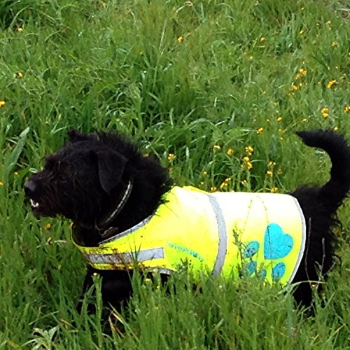 SafetyPUP XD Dog Reflective Vest, Sizes to Fit Dogs 14 lbs to 130 lbs Hi Vis, Safety Vest Keeps Dogs Visible On and Off Leash in Both Urban and Rural Environments - Thumbnail 2