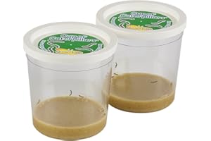 Insect Lore Live Cup of 10 Caterpillars to Butterflies - Butterfly Growing Kit REFILL - SHIP NOW