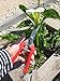 TABOR TOOLS Pruning Shears, Florist Scissors, Multi-Tasking Garden Snips for Arranging Flowers, Trimming Plants, Harvesting Herbs, Fruits or Vegetables. K77A. (Straight, Stainless Steel, Metal Clip) thumb 2