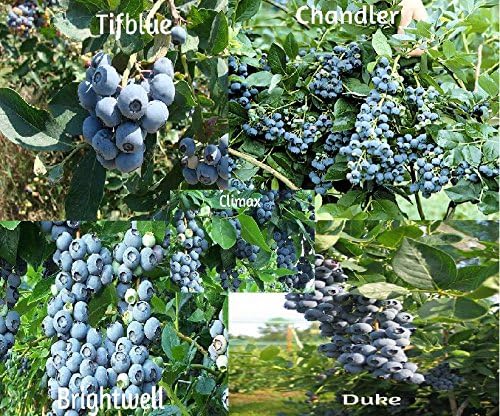 Blueberry Mix 750 Seeds