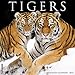 Tigers 2019 Wall Calendar by 