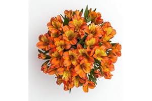 GlobalRose Fresh Cut Orange Alstroemerias - 60 Stems Peruvian Lilies - Fresh Flowers Bouquet for Birthday