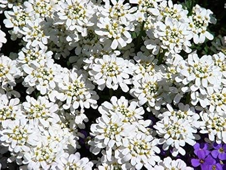 Evergreen Candytuft Perennial Candytuft Seeds Iberis Sempervirens Amazon Co Uk Garden Outdoors