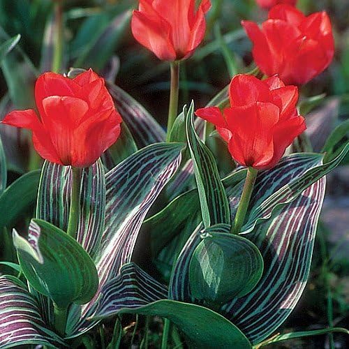 SILKSART Red 10 Tulip Bulbs early bloom Perennial Bulbs for Garden Planting Beautiful Flower--SHIPPING NOW!!!