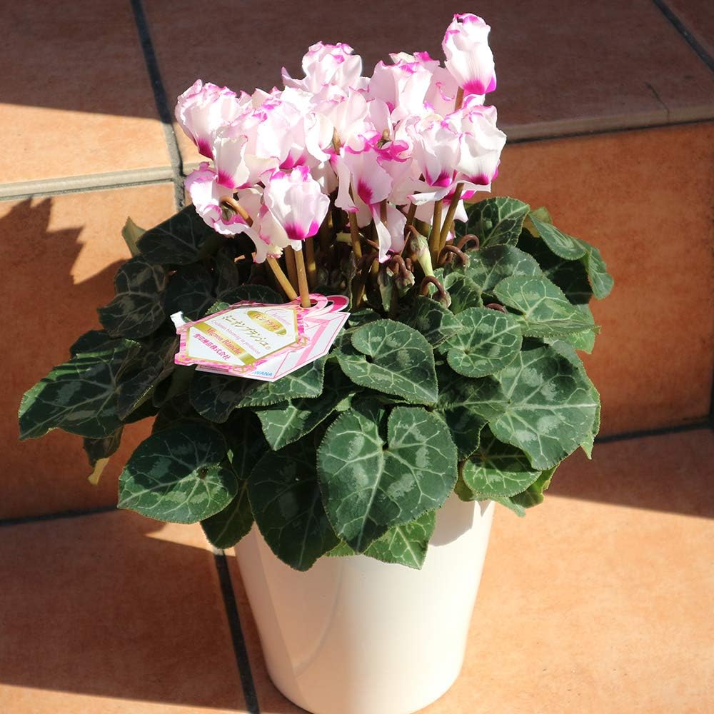 シクラメン 花 が 終わっ たら