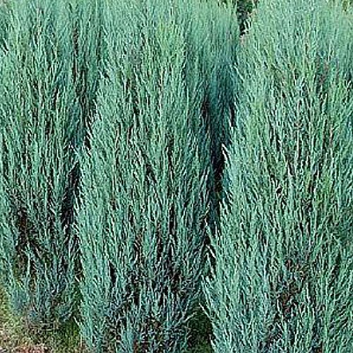 Juniperus scopulorum 'Blue Arrow' 17cm Pot Size