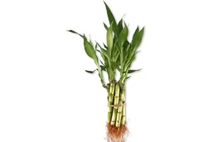 WEKIVA FOLIAGE Lucky Indoor Bamboo - Live Plants - Ships Bare Root - 5-Pack of 4 Inch Straight Stalks - Air Purifying Feng-Shui Zen Garden Houseplants