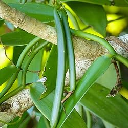 Aromatics International Premium Organic Vanilla
