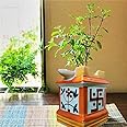Niyara Multicolor Tulsi Ceramic Pot Medium Sized for Indoor, Outdoor,Home Office,Pooja Plants Gamla(Color- Multicolor)(10 inches-25 cms)