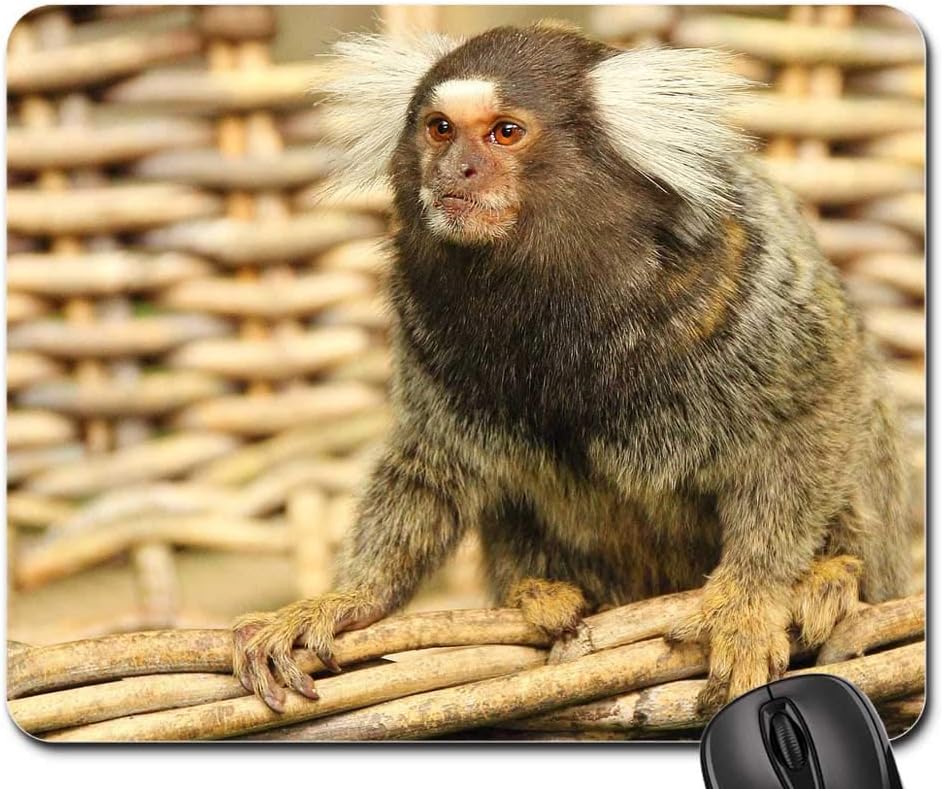 cute marmoset monkey