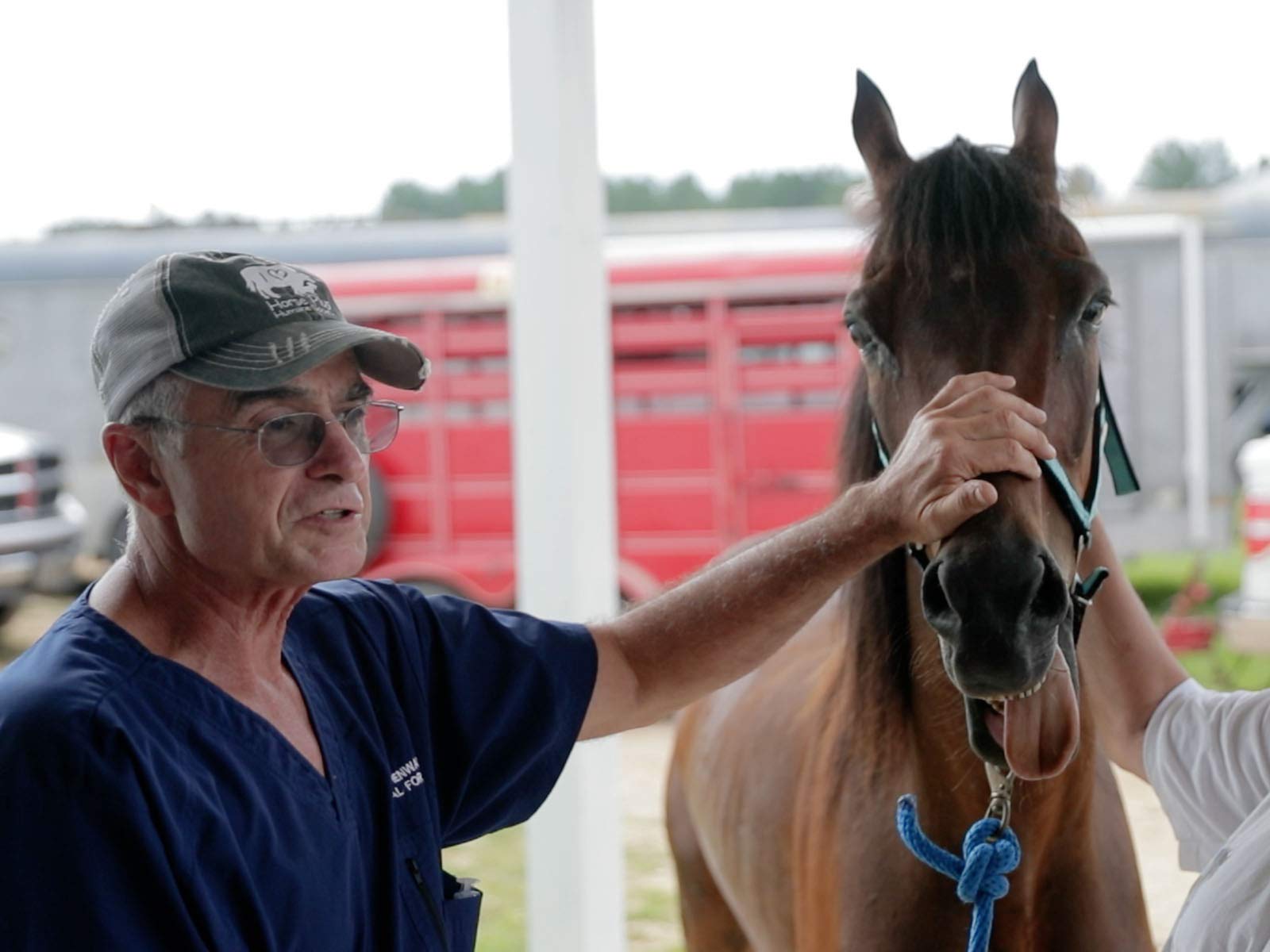 Watch Horse Rescue Heroes Prime Video