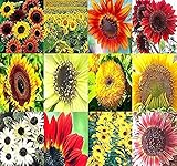 BIG PACK - SUNFLOWER Sunny Sun Flower CRAZY MIX (1,000+) flower Seeds - Non-GMO Seeds By MySeeds.Co
