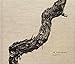 In Training, a book of bonsai photos by 