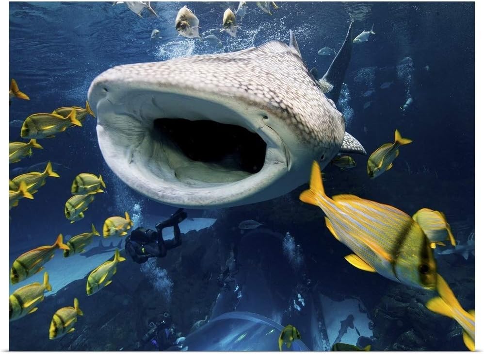 Top 10 Whale Shark In Captivity Life Sunny