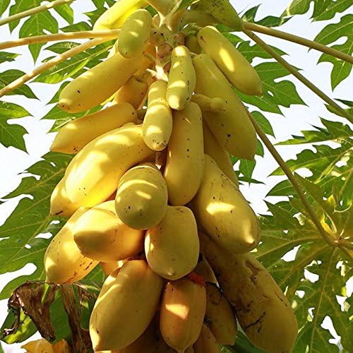 Yellow Gold Papaya 20 Seeds Heirloom Seeds, Delicious Fruit Seeds for home garden