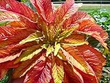100 ILLUMINATION AMARANTHUS Tricolor (Summer Poinsettia / Vegetable Amaranth) Flower SeedsComb S/H by Seedville