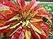 100 ILLUMINATION AMARANTHUS Tricolor (Summer Poinsettia / Vegetable Amaranth) Flower SeedsComb S/H by Seedville