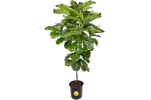 Costa Farms Fiddle Leaf Fig Tree Live Plant in Plastic Pot, Large Indoor Houseplant, Perfect for Home, Room, or Office Decor, Great House Warming or Birthday Gift, 5-6 Feet Tall