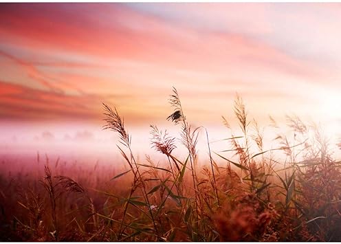 Fototapete Strand Alle Strandmotive Auf Einen Blick Vlies Premium Plus 350x245 Cm Pink Dunes Sonnenaufgang Meer Dunen Rosa Pastell Pink Sunset No 077 Amazon De Baumarkt