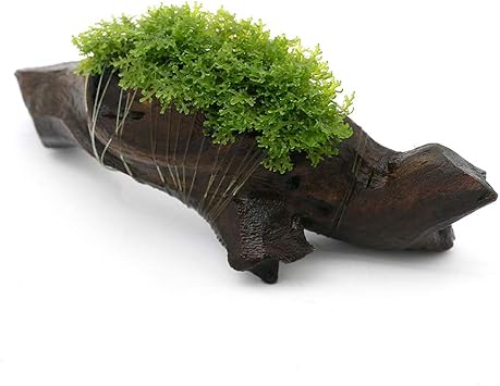 Amazon 水草 育成済 プレミアムグリーンモス 流木 ｓサイズ 約１５ｃｍ 無農薬 １本 北海道航空便要保温 Charm チャーム 生体水草 通販