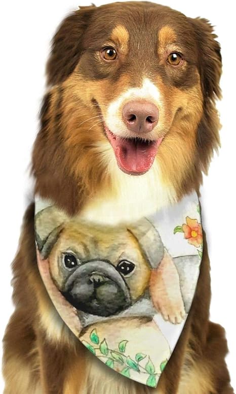accessories for pugs