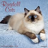 2016 Ragdoll Cats Wall Calendar