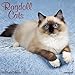 2016 Ragdoll Cats Wall Calendar