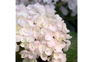ENDLESS SUMMER HYDRANGEA COLLECTION Endless Summer Blushing Bride Hydgrangea, (1 Gallon) Pure White Semi Double Blooms - Light Pink Bigleaf Shrub