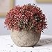 Velener Mini Plastic Artificial Pine Ball Topiary Plant with Pots for Home Decor (Red Clover)