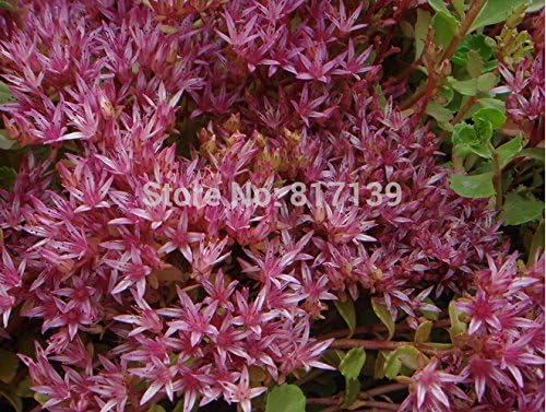 Casa Giardino Delle Piante 120 Semi Rossi Strisciante Hylotelephium Erythrostictum Acre Semi Sedum Borraccina Red Moss Fiore Amazon It Giardino E Giardinaggio